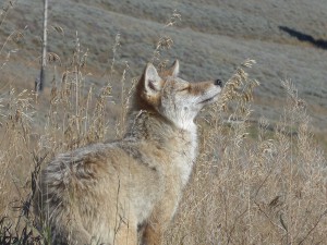 Professional photo of Coyote taken by Cameron