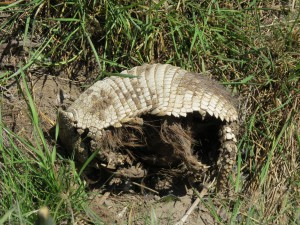 Dead Armadillo